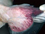    (Pestis africana suum, ),    ( ,  ), -  ,       