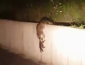Полицейский из Миссури снял на ВИДЕО учения енотового спецназа по преодолению препятствий Полицейский из Миссури снял на ВИДЕО учения енотового спецназа по преодолению препятствий