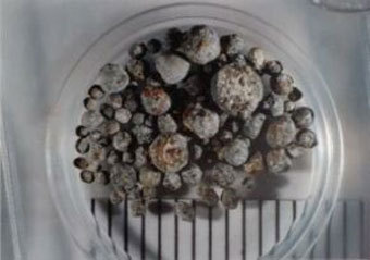 ��������, ����������� �� Wikipedia