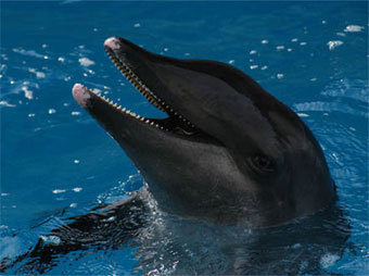 ��������������� �������, ����������� � ����� whale-web.com