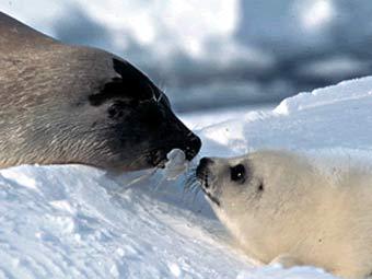 ������ � ����������, ���� � ����� travelwithchallenge.com 