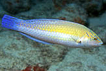 ����-�����, ���� � ����� LiveScience.com