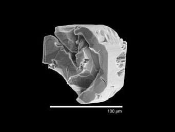 ����������� � ����� whyfiles.org