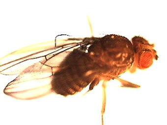 ���������, ����������� � ����� Hhmi.princeton.edu