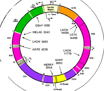 ����� ���������������� ���, ����������� � ����� chemistry.umeche.maine.edu