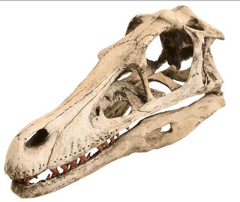 ����� ���������, ����������� � ����� trim.no