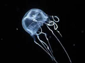 Tripedalia cystophora, ����������� � ����� mbayak.org