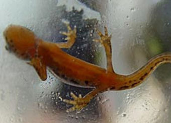 ������, ����������� � ����� inauka.ru