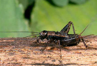 Nemobius Sylvestris, ���� � ����� hlasek.com