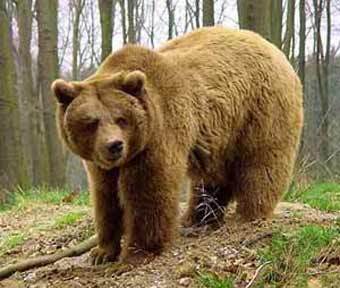    www.floranimal.ru