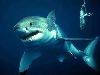 ������� ����� �����, ���� � ����� sharks.com