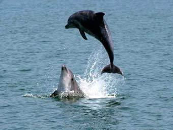 Дельфины в Керченском проливе, фото с сайта dolphin.com.ua