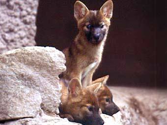 Красные волки, фото с сайта zoo.ru