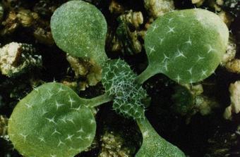 Arabidopsis thaliana, ���� � ����� biosci.cbs.umn.edu