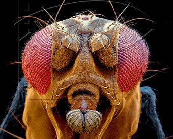 �����-���������, ���� � ����� Moosbaum.de