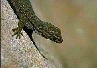 ������, ���� � ����� african-safari-journals.com