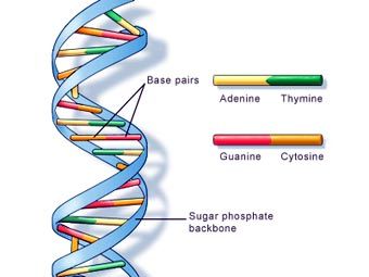 Структура ДНК. Иллюстрация с сайта wikipedia.org