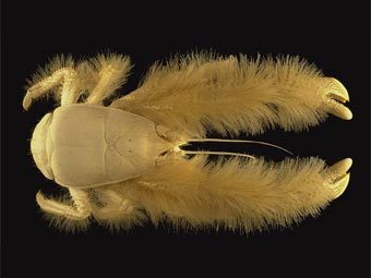 Kiwa hirsuta. ���� ������������ ��������� Ifremer