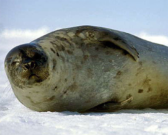  ,    sbaikal.ru