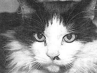  .    purr-n-fur.org.uk