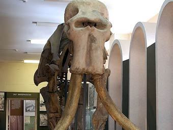    .    museum.ru 