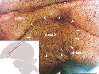  X     .    PLoS Biology. 