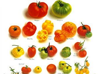   .    tomatofest.com
