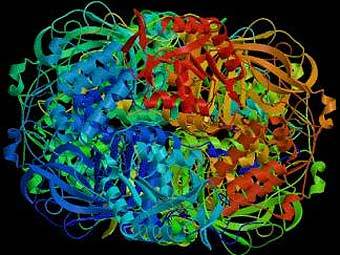     E. coli.    kancrn.kckps.k12.ks.us