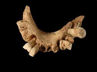   Homo antecessor.    nature.com