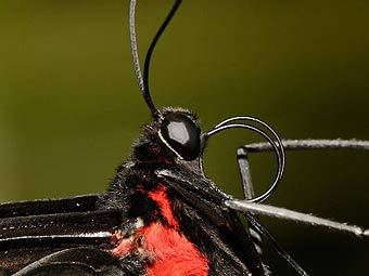   Cairs birdwing.   Fir002   wikipedia.org 