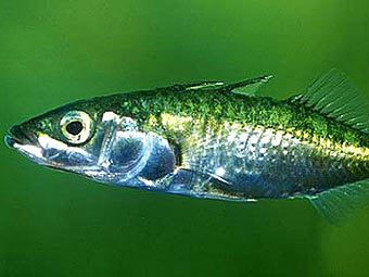  .    fiskbasen.se