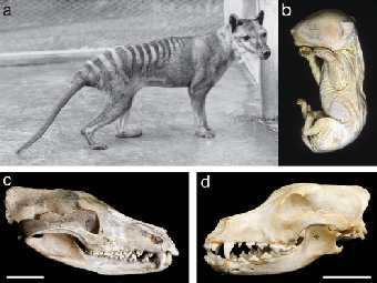 (a)        , 1928 ; (b)     ,     ; ()           (d).    Pask et al. 