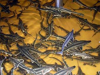 .    catfish.lv