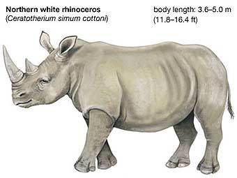    (Ceratotherium simum cottoni).    Encyclopaedia Britannica 