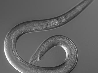   Caenorhabditis elegans.    newsdesk.umd.edu