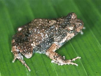  Physalaemus pustulosus.    uta.edu