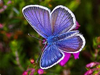  .    butterfly-conservation.org