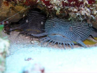  .    www.cozumelscuba.com