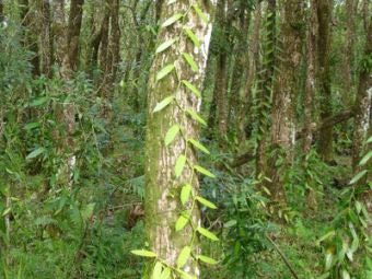   Vanilla planifolia.   David Monniaux   wikipedia.org