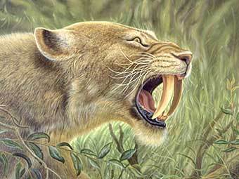      Homotherium serum.    www.tc.gov.yk.ca