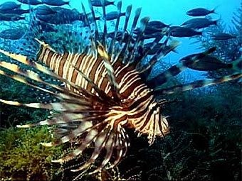 .          (NOAA)