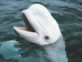 -.    whales.org