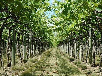    cottonwoodwinery.com