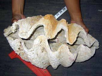    Tridacna costata.    