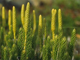   Lycopodium clavatum -      ,     .    raksti.daba.lv