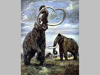 Mammuthus trogontherii.    rassvet.zp.ua