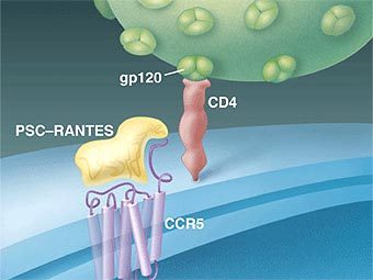       CCR5.    natap.org