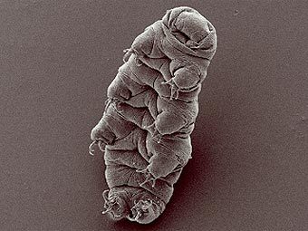  Hypsibius dujardini.   Rpgch   wikipedia.org