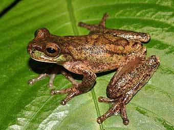  Isthmohyla rivularis.   Frogmana   wikipedia.org 