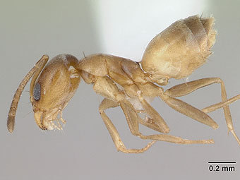   Forelius pusillus.    antweb.org
